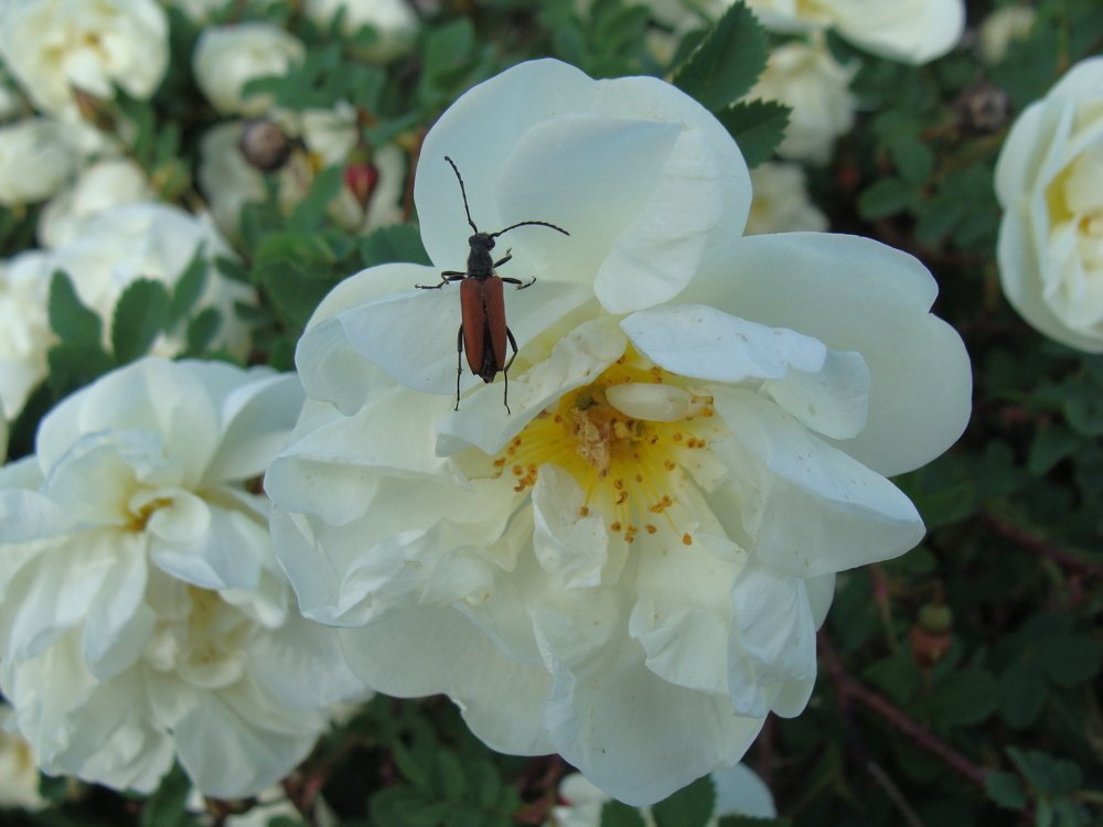 Фотография автора Николай Худяков