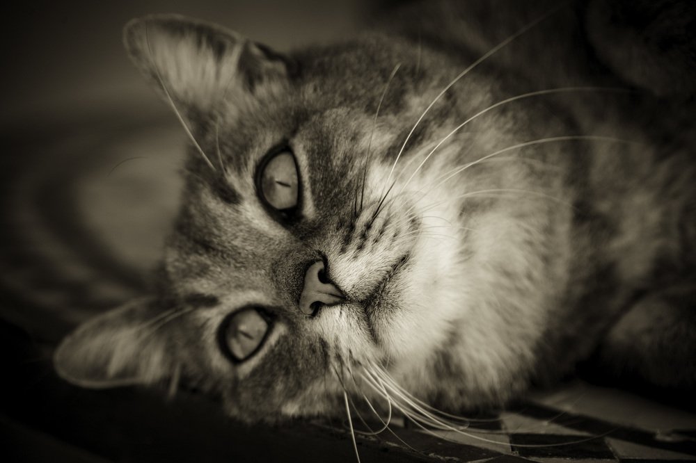 Photograph by Carmen Vich