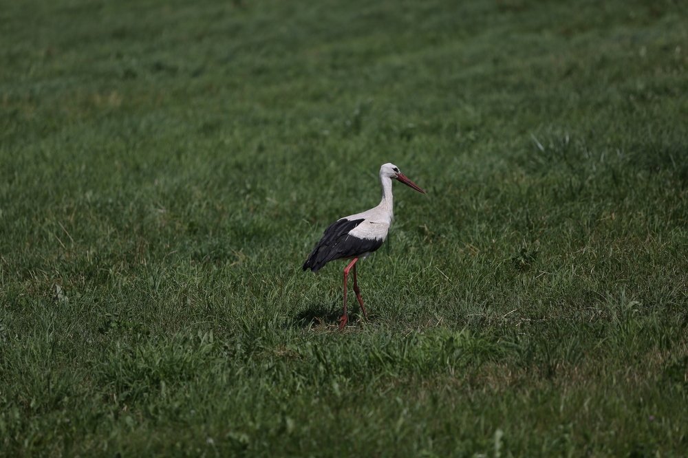 Фотография автора Наталья Васько -Черданцева