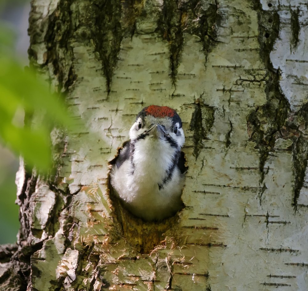 Photograph by Андрей Лабутин