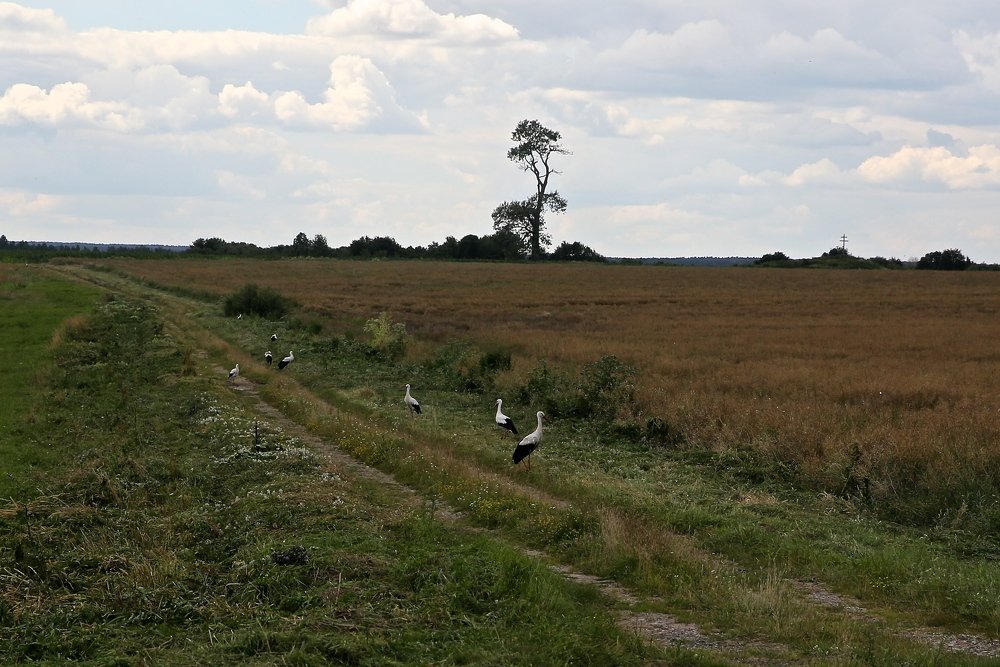 Фотография автора Наталья Васько -Черданцева