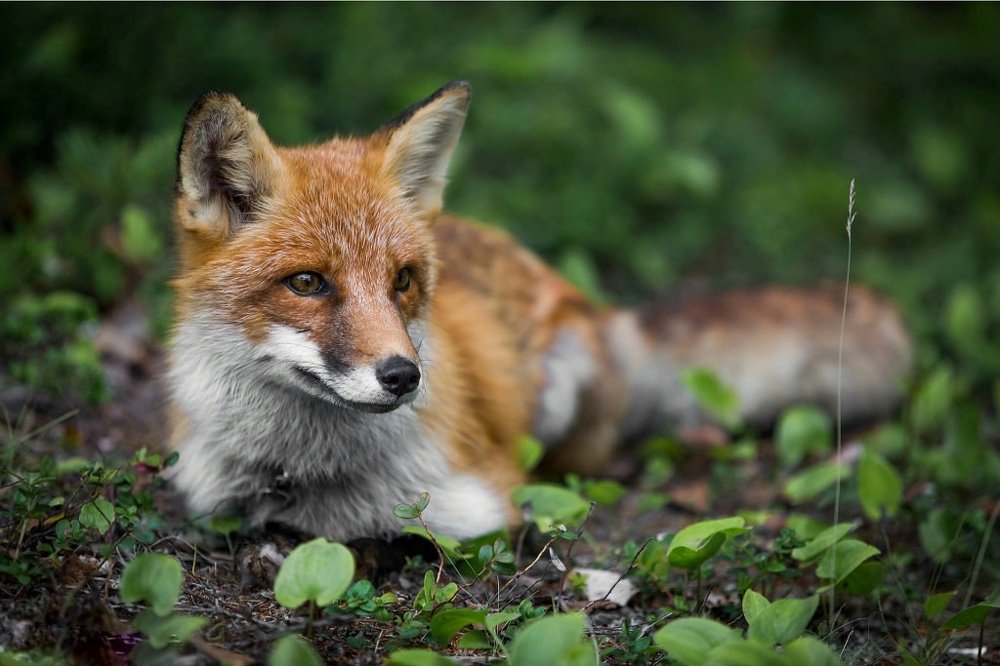 Фотография автора Денис Винарь