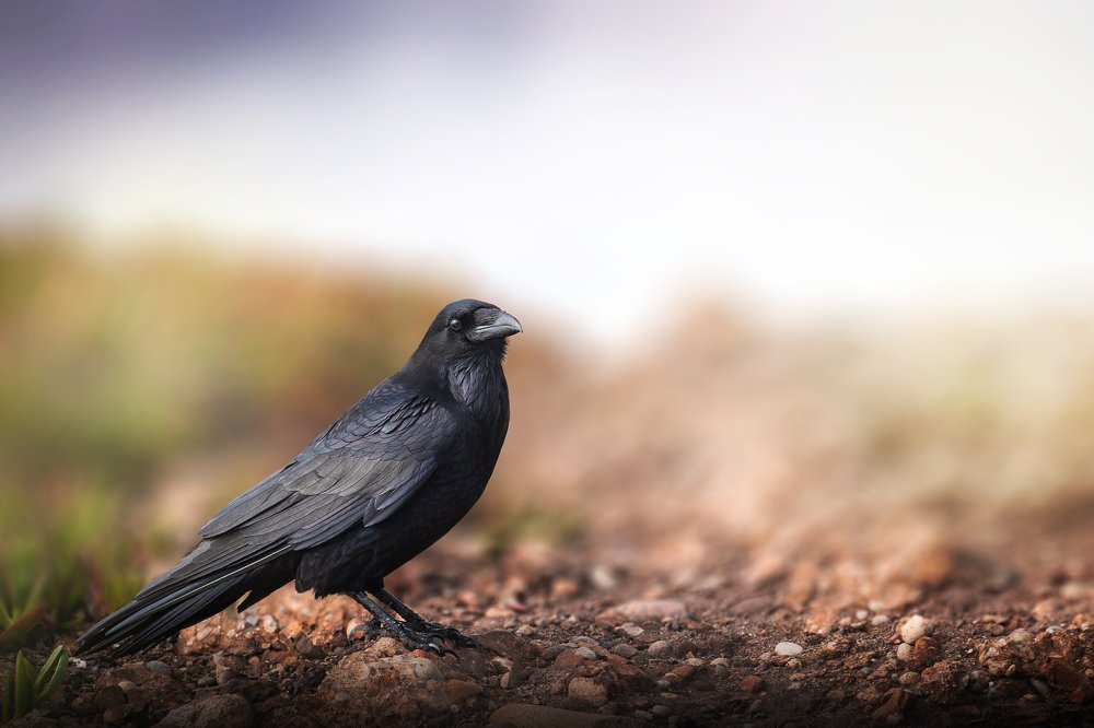 Photograph by Токарев Олег