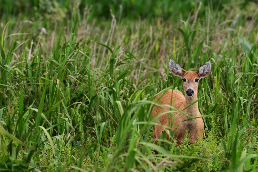 Photograph by SI SABER LOTFI