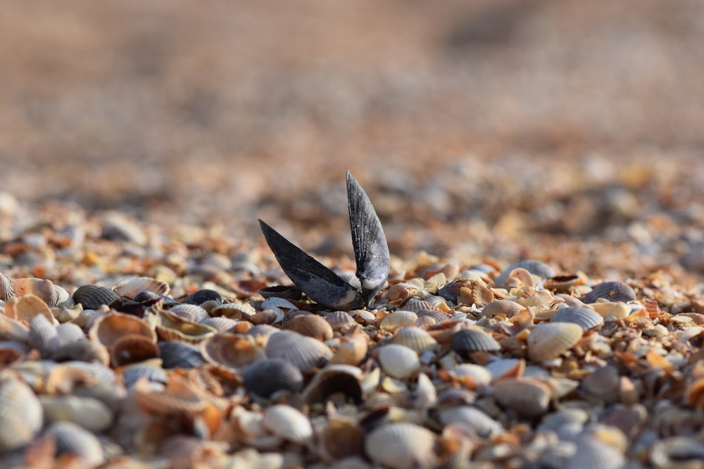 Photograph by Александр Тарасов