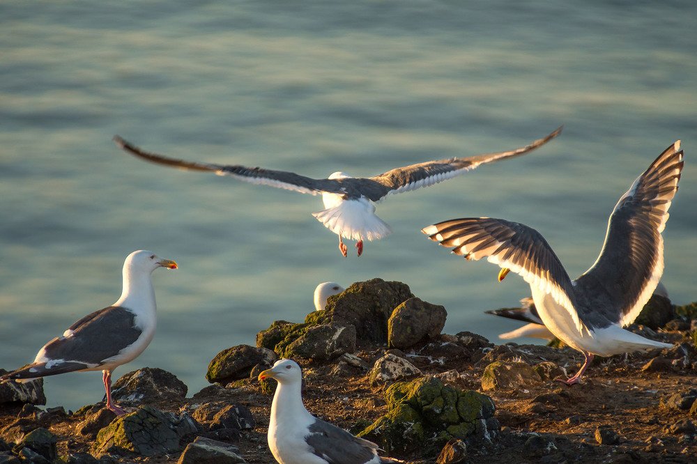 Первый пошёл!