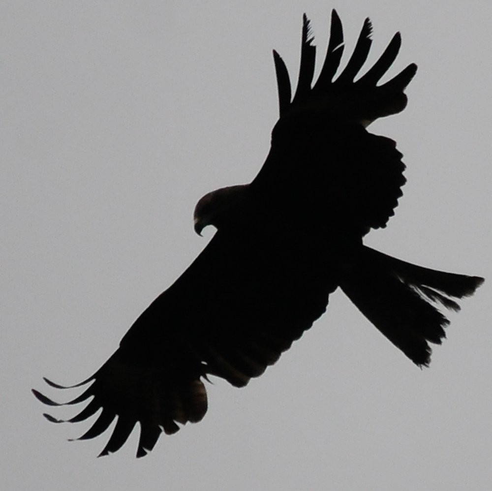 Photograph by Александр Молоцило