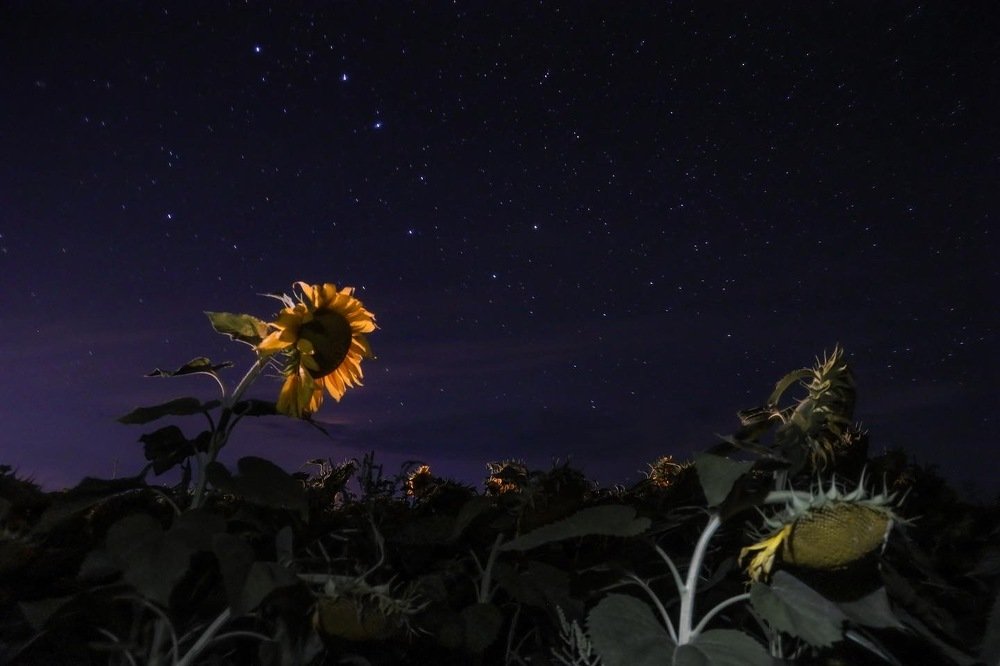 Photograph by Евгения Черентаева