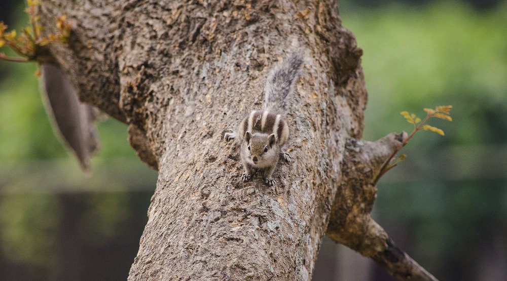 Photograph by A. M. Shafiqul Islam