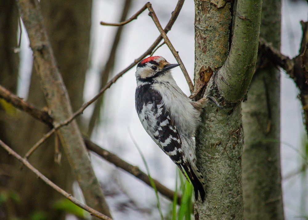 Photograph by Ирина