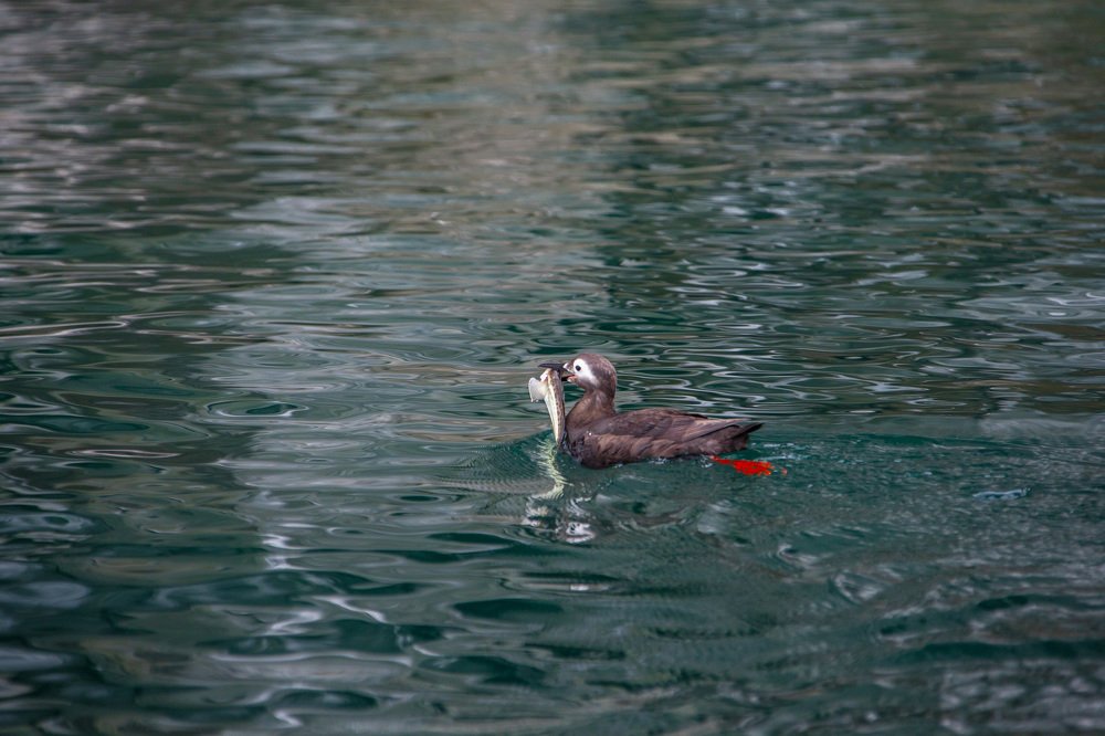 Photograph by TAISIA CHAIKA