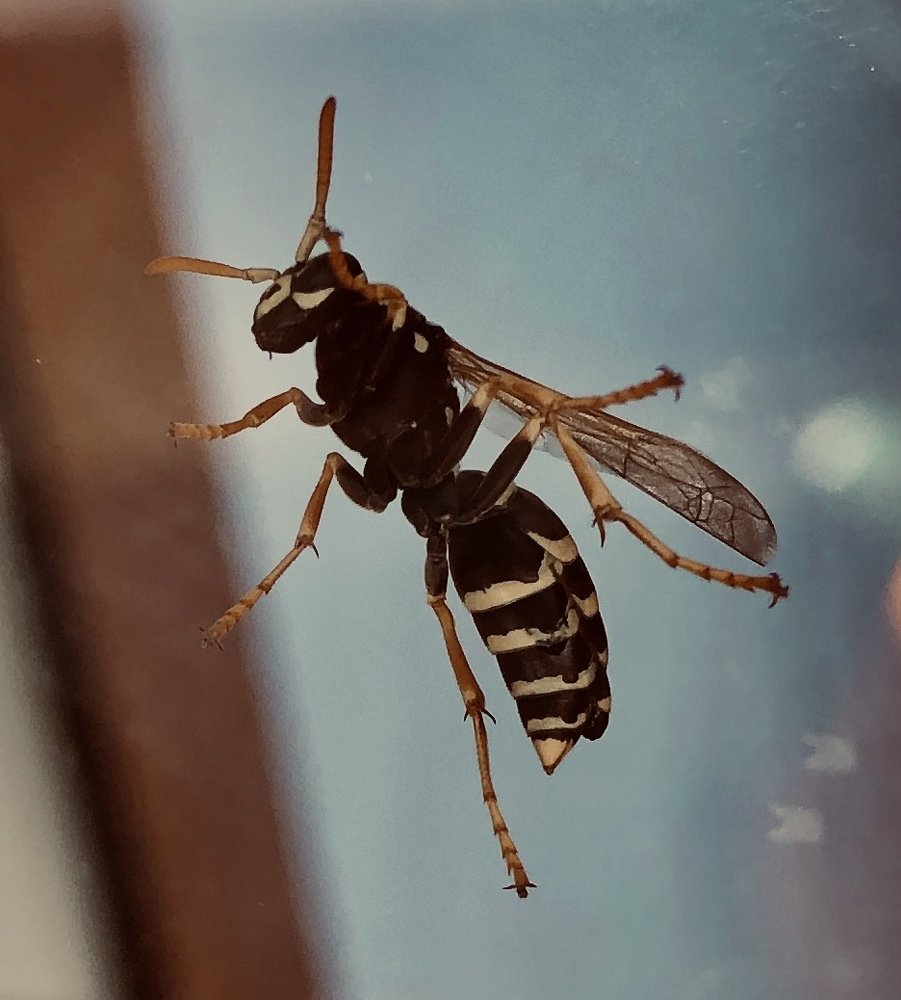 Фотография автора Füleki Elvira