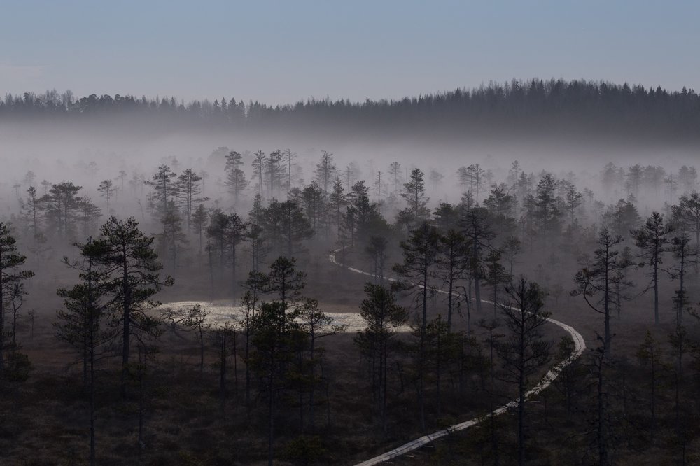 Mist over bog with conifers. Põhja-Kõrvemaa Nature Reserve. Estonia.