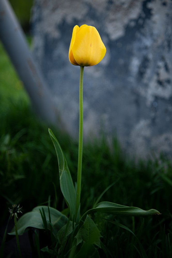 Фотография автора Екатерина Лапаева