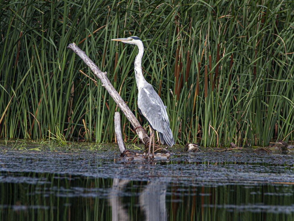 Photograph by петр чиков