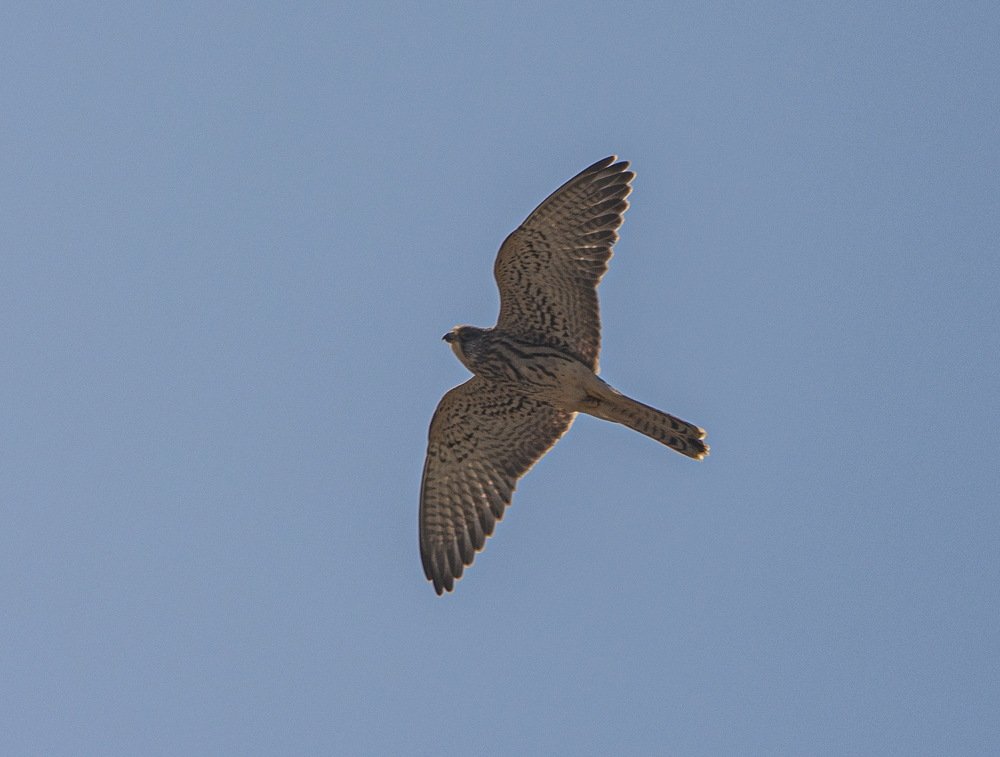 Photograph by петр чиков