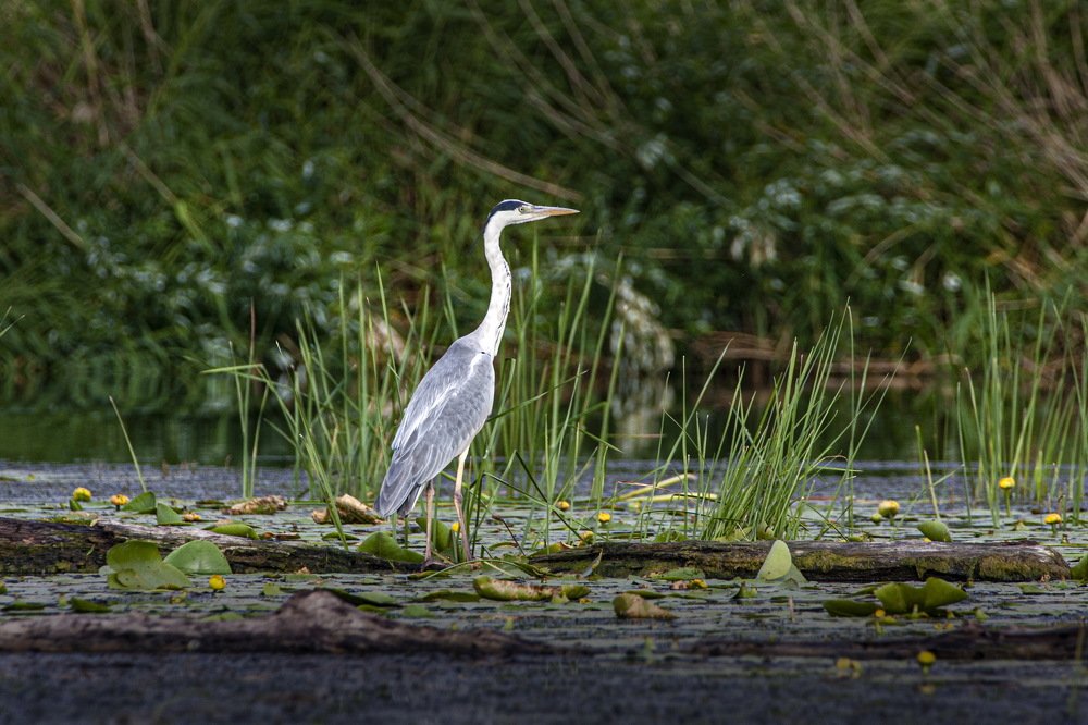 Photograph by петр чиков