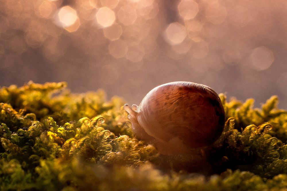 Долгий путь