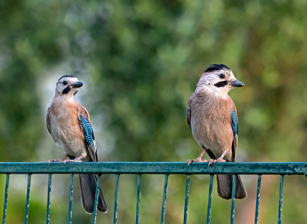 Фотография автора Сергей Середовой