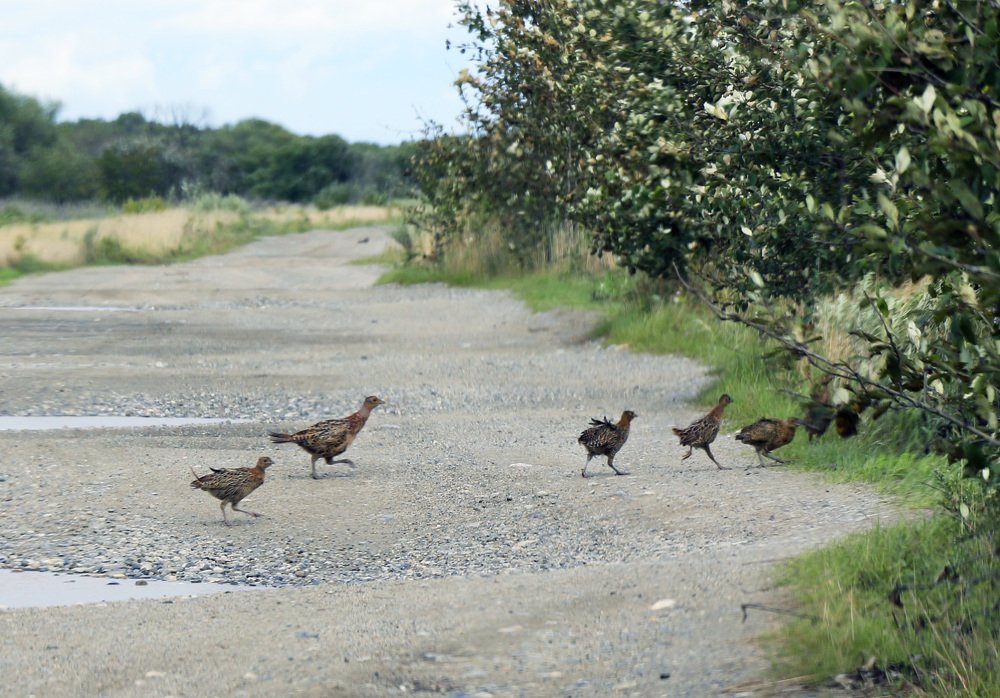 Photograph by Svetlana Victorovna Kibyakova