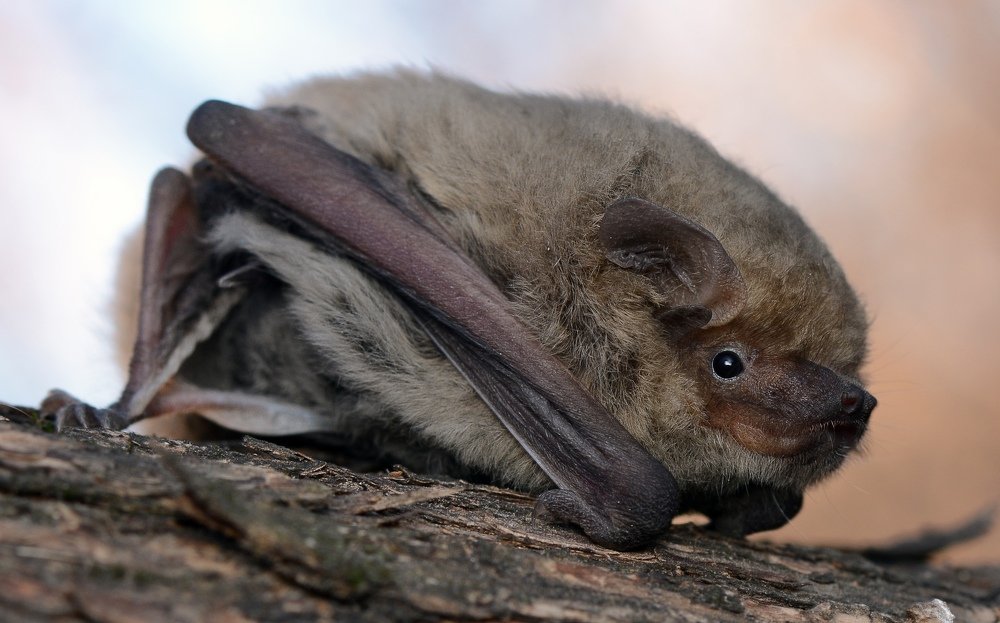 Photograph by Михаил Колтухов