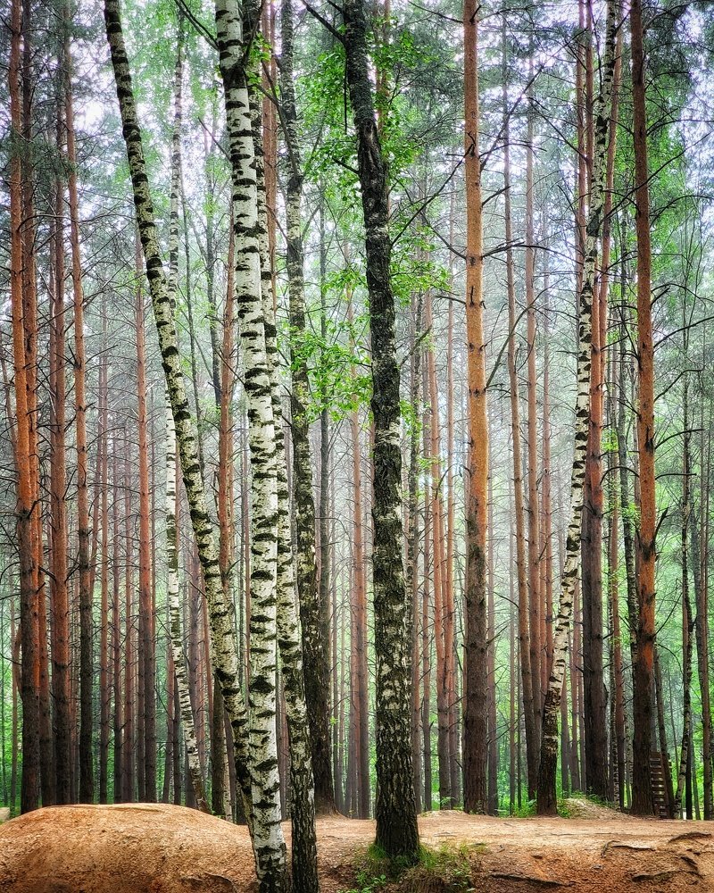 Tree line