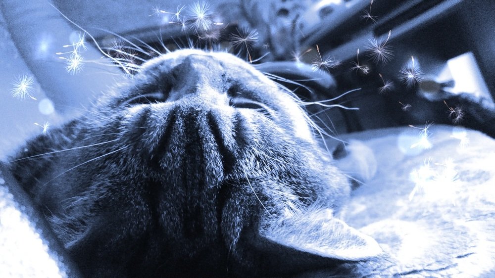 Фантазии кота Артура