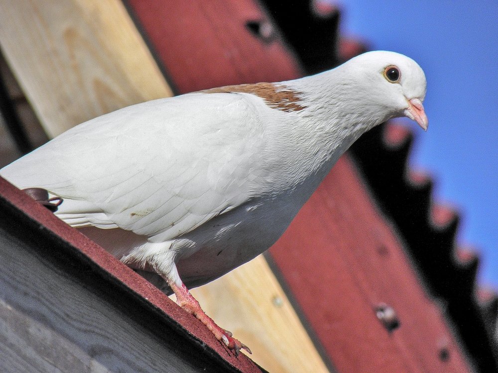 Любопытный