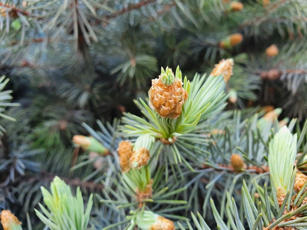 Новая жизнь