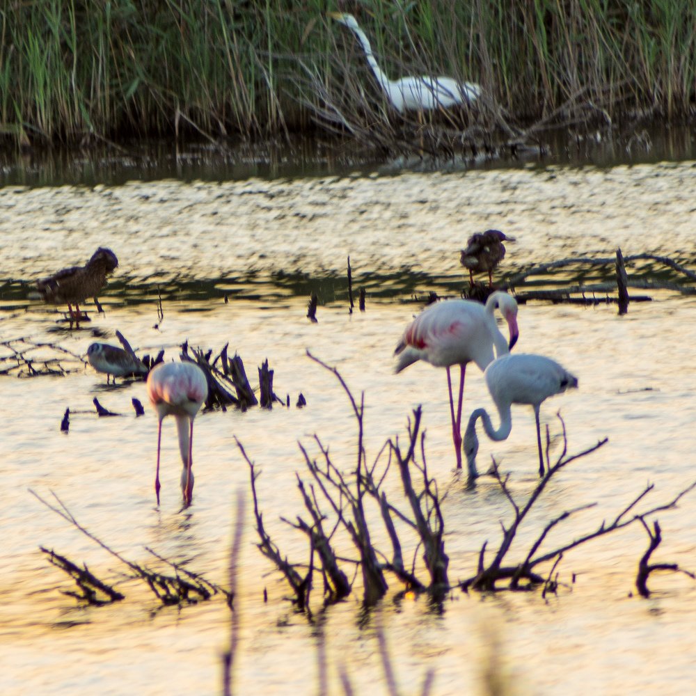 Flamingos at sunrise