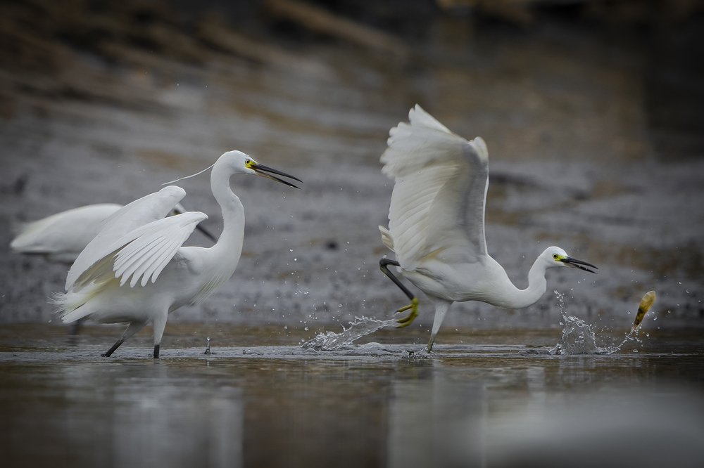 Photograph by Rin Võ