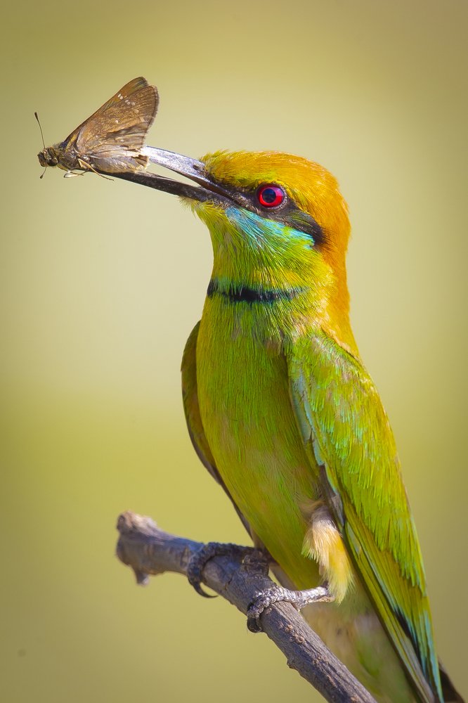 Green Bee-eater