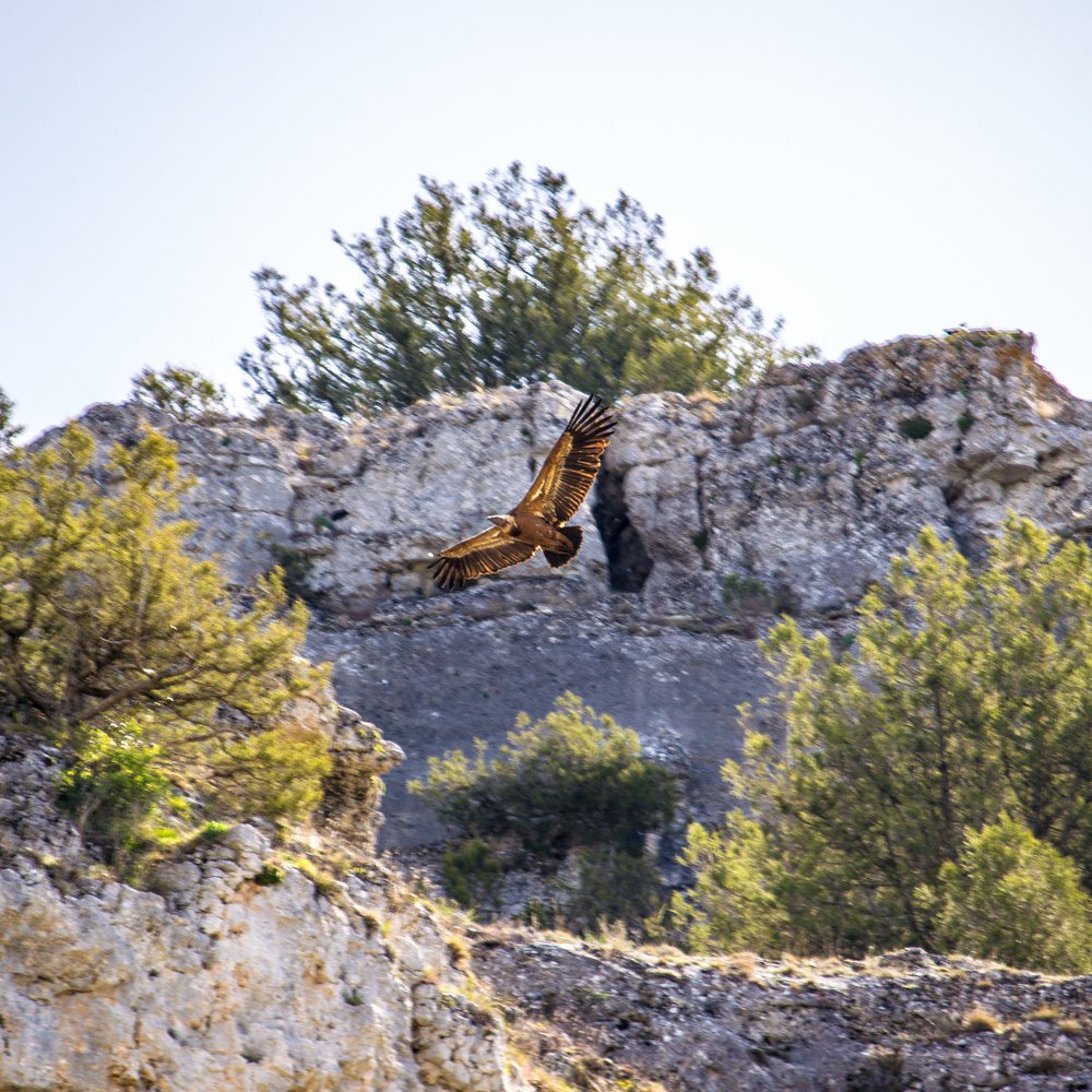 Majestuoso buitre leonado