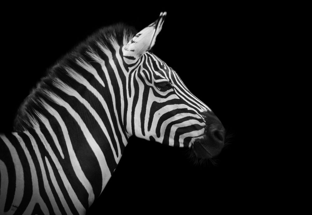 Photograph by Furqan Ali