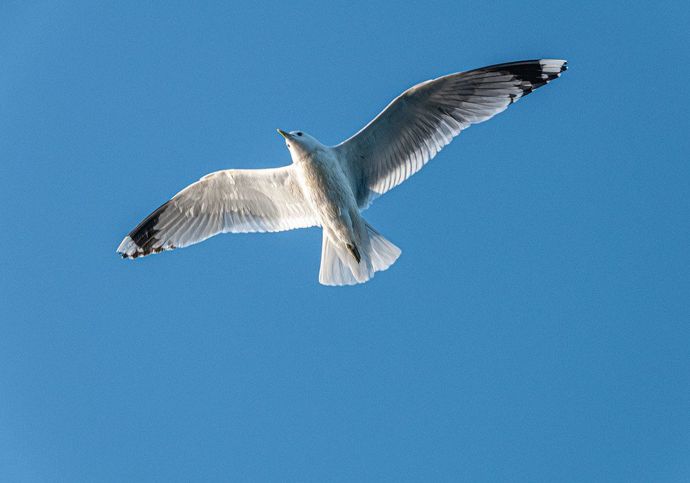 Photograph by Vladimir  Komarov