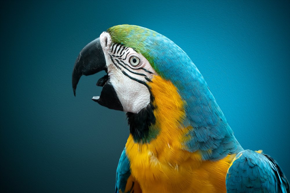 Photograph by Furqan Ali