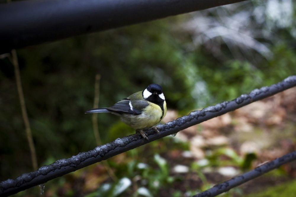 Фотография автора Екатерина Васильева