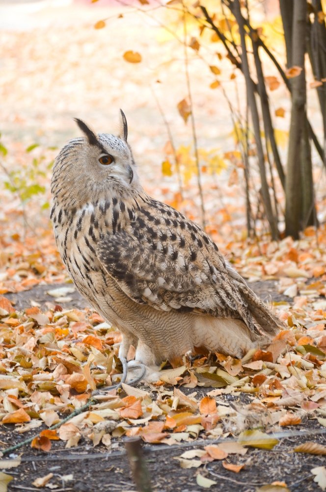 Фотография автора Екатерина Васильева