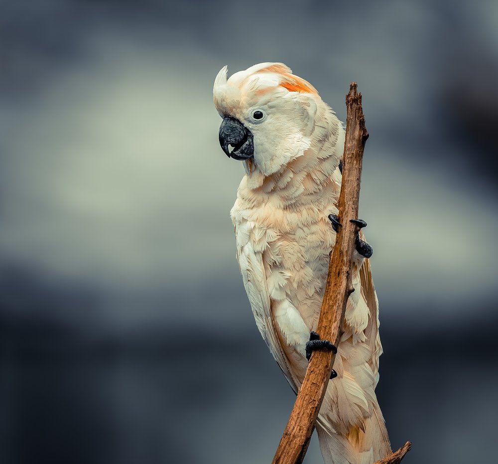 Photograph by Furqan Ali