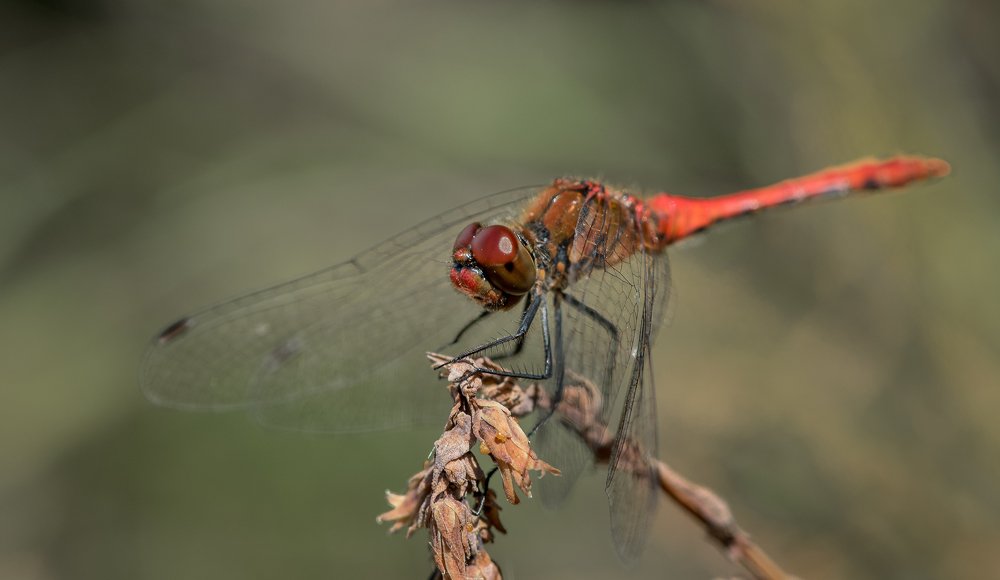 Photograph by Сергей Тригуб