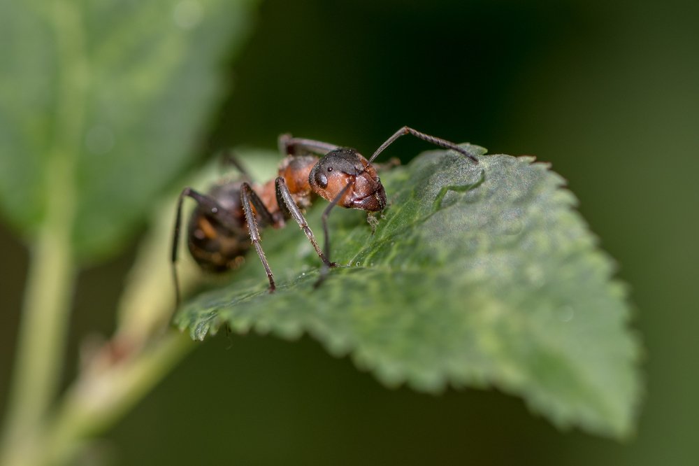 Photograph by Сергей Тригуб