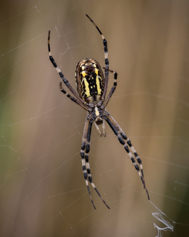 Photograph by Сергей Тригуб