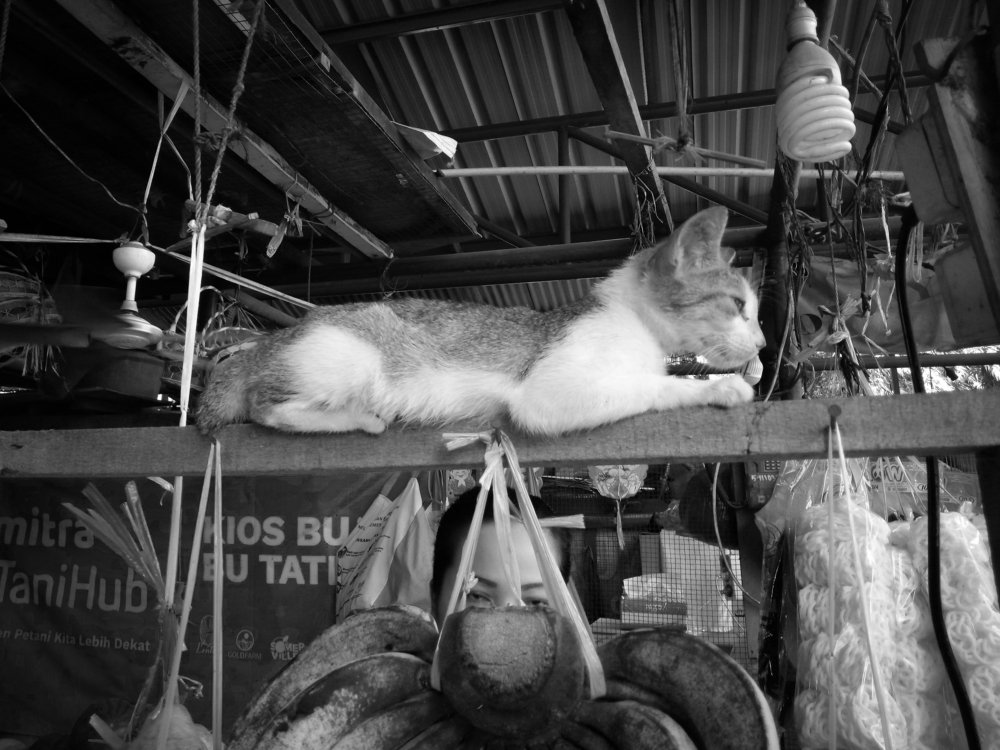 Photograph by Albert Maramis