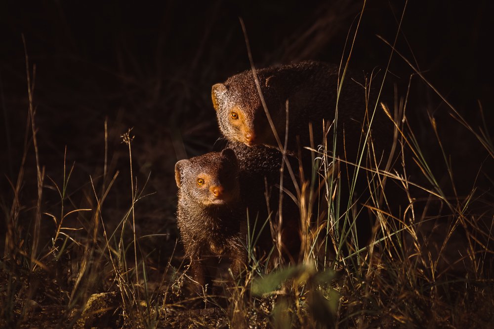 Mongoose Love Making