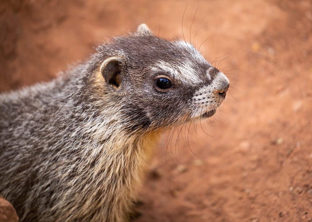 Marmot