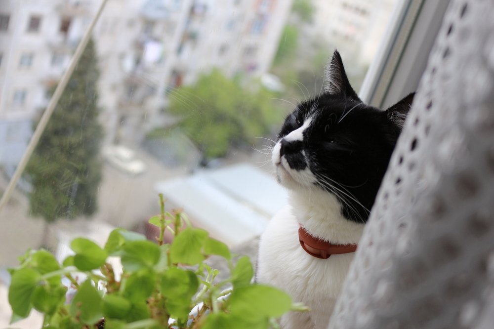 Фотография автора მარიამი თარიმანაშვილი