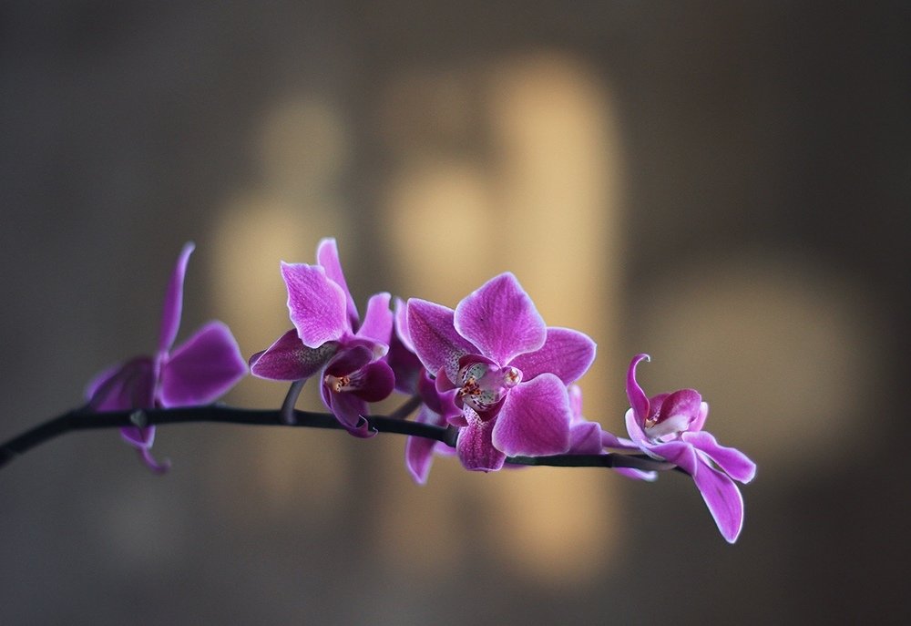 Photograph by Алена Яцун