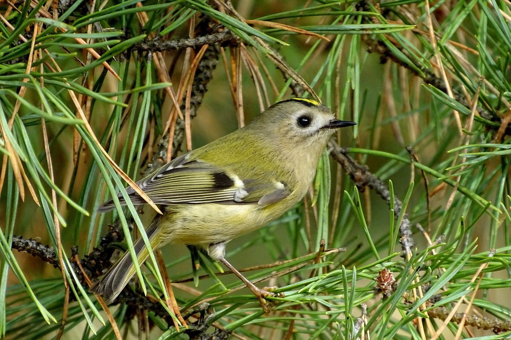 Photograph by Татьяна Калугина