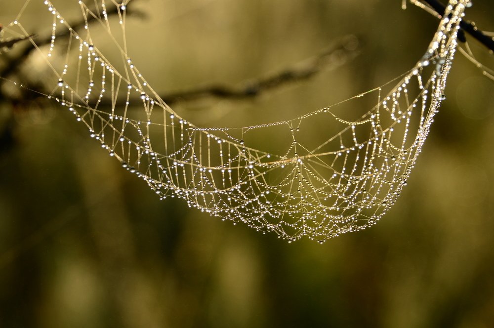 Алмазная тинета.