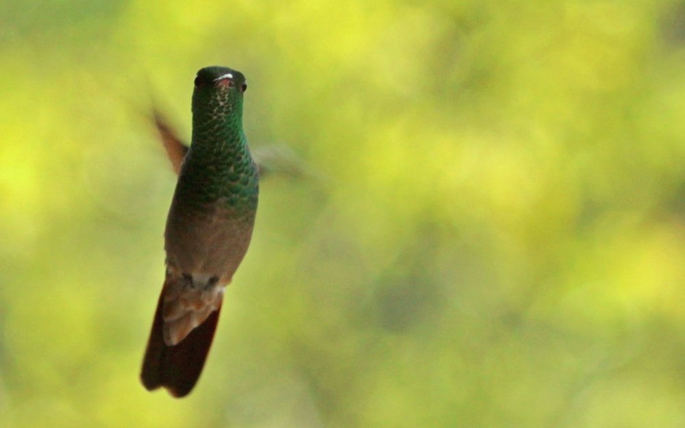 Colibrí